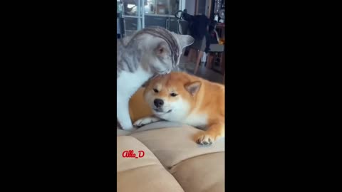 Funny cats and dogs to tears😂😂😂