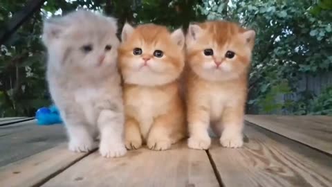 Three little Teddy kittens |cutest baby British kittens