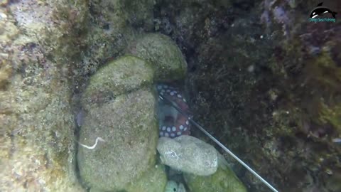 Amazing Diving skill Hunting Giant Octopus Underwater -
