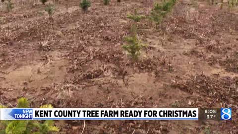 Families spend weekend after Thanksgiving hunting for Christmas trees