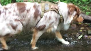 Cute dog exploring a small creek