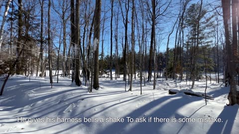 Stopping by Woods on a Snowy Evening