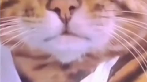 When a cat falls in love funny