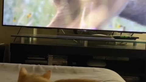 smart cat watching TV