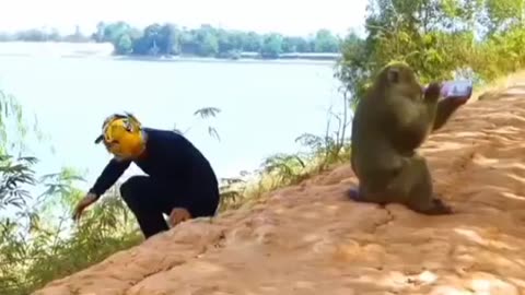 Very funny video of monkey 🐒🐵🤣😂