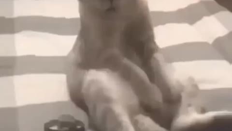 best funny cat video
