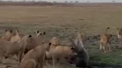 Lions and a Crocodile😮😨