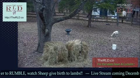 Live stream Sheep Lambing | w. Holiday music!