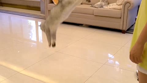 The cat lost weight so she had to jump rope