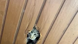 Cat Breaks and Chews Through Ceiling