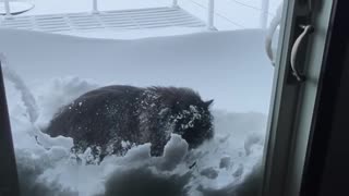 Who Needs a Snow Blower When You Have a Cat?