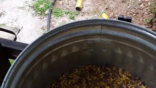 Wet Feed For Chickens... Works Better!