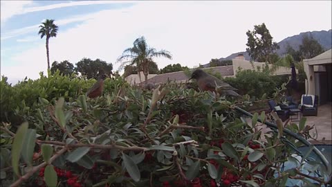 Robins Eat Pyracantha Berries