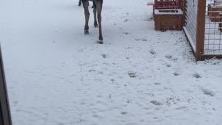 Dogs Alert to Moose in Back Yard