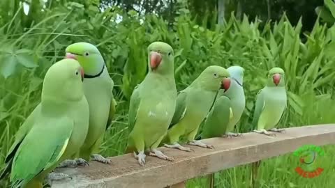 viral #foryou #parrotlover