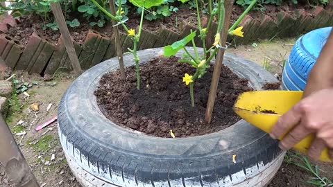 growing cucumber for beginner with many fruits