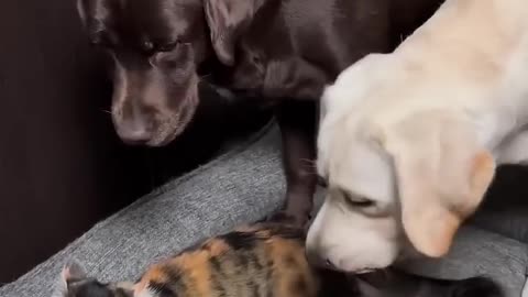 Funny videos of cats and dogs