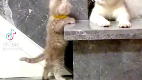 Funny Cat