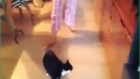 Funniest Cats 😹 - Don't try to hold back Laughter 😂