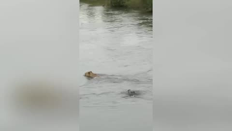 Huge Crocodile Attacks Male Lion 😱