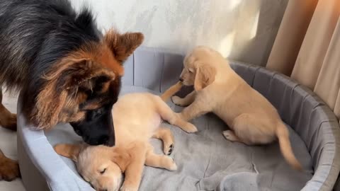 German Shepherd Treats Golden Retriever Puppies Like His Own