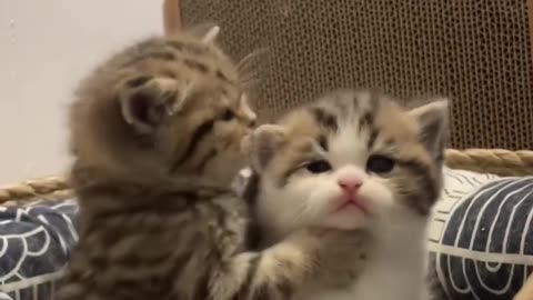 Cute cats reaction