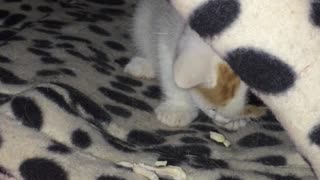 Fringes the kitten enjoying first solid food