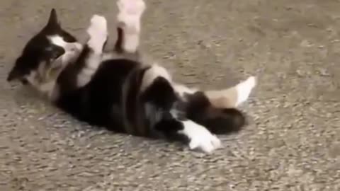 Funny cats compilation lol 😸😸😸