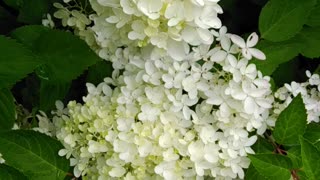 Hydrangea