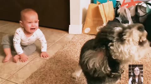 Baby playing with cute dogs