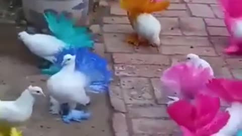 Beautiful Colorful Birds #shorts #viral #shortsvideo #video