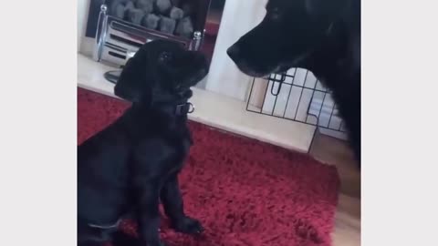 Dog meeting Puppy for he first time! 🤣