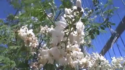 Beautiful bunch of white flowers near the sports court [Nature & Animals]