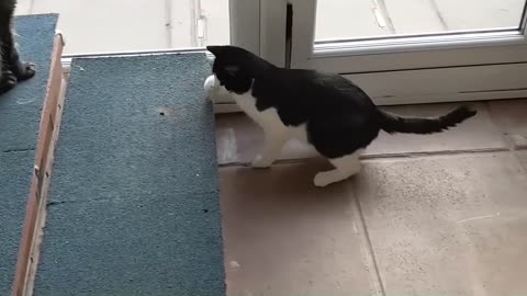 What Happens When Cats See a Moth!
