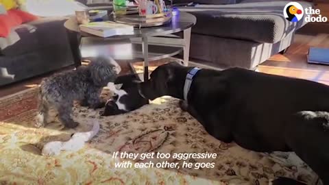 Orphaned 1-Pound Kitten Gets Adopted By a 160-Pound Great Dane _ The Dodo Little But Fierce