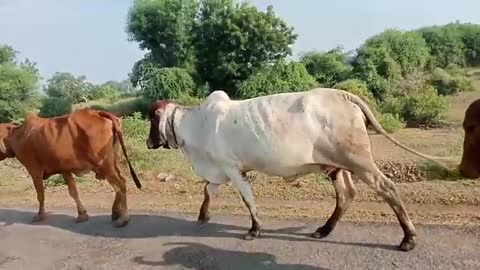 Cow in milk