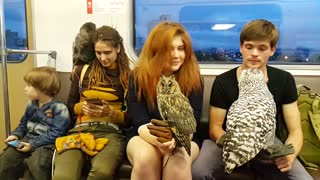 Pet Owls on Train