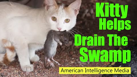 Kitty Drains the Swamp and Catches Rats