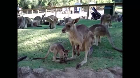 Baby Kangaroos & Joeys /CUTEST Compilation
