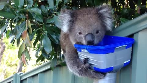 Cute Thirsty Koala - More Water Please