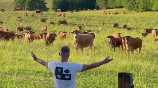 Man Gives Speech to Adoring Bovine Audience