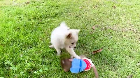 Animals Baby monkey harvests durians and plays with farm