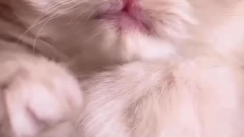 cute cat kittence--beautiful kittens--cat👌Cute cat video, child cat, cat, cat love😻😻, baby cat😍