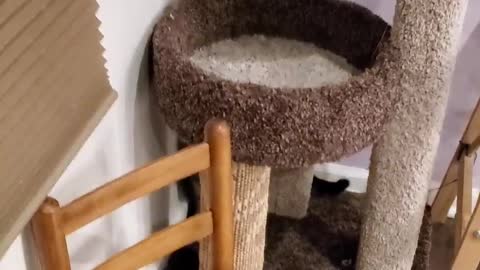 Spider Cat Uses Wall to Rappel Down Cat Tower