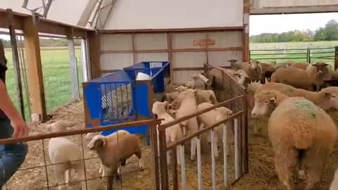 Sheep Farming- The Fall Lambs_Cut