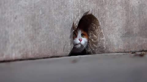 An orange cat peeps at you from a hole in the wall