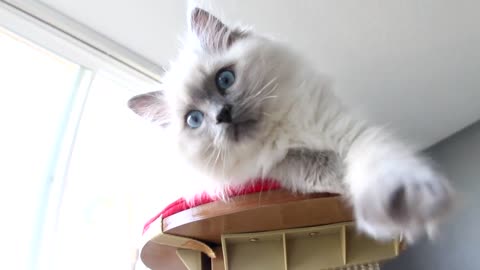 RAGDOLL KITTEN