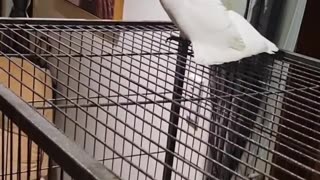 Praying Mantis Jumps On Parrot's Neck