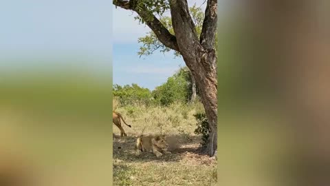 Smart lion outwits buffalo 🦁🐃😆