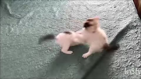 Cute kitten cats and compilation